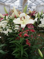 [5168 Massari No02.JPG]